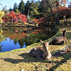 奈良市内・観光・日帰りの画像